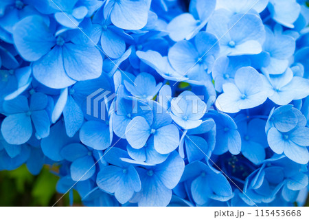 青い紫陽花の花のクローズアップ 　b-1 115453668
