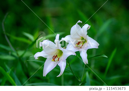 初夏の里山に咲くササユリの花 115453673