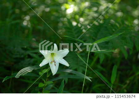 初夏の里山に咲くササユリの花 115453674