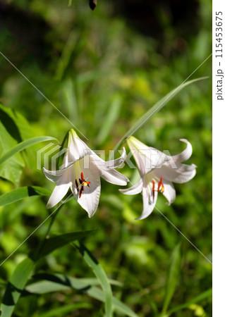 初夏の里山に咲くササユリの花 初夏の里山に咲くササユリの花 115453675