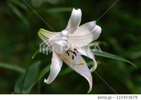 初夏の里山に咲くササユリの花 115453679