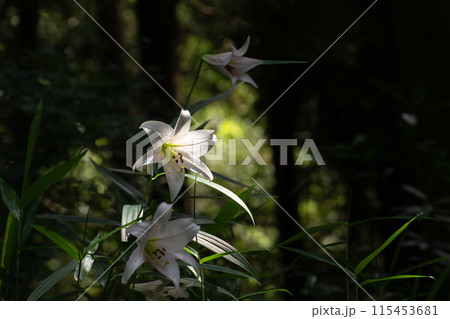 初夏の里山に咲くササユリの花 115453681