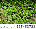 新緑の季節 樹木の密集した葉 115453722
