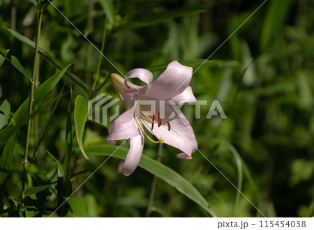 初夏の里山に咲くササユリの花の写真素材 [115454038] - PIXTA