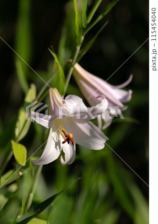 初夏の里山に咲くササユリの花の写真素材 [115454040] - PIXTA