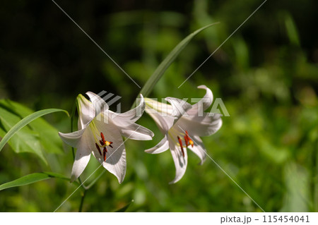 初夏の里山に咲くササユリの花 115454041