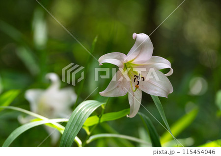 初夏の里山に咲くササユリの花 115454046