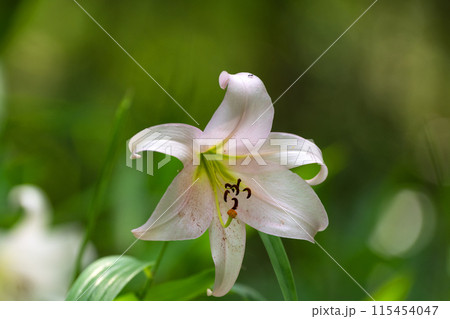 初夏の里山に咲くササユリの花 115454047