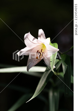 初夏の里山に咲くササユリの花 115454055