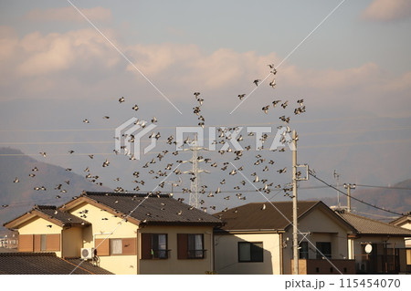 住宅地の空を飛ぶ鳩の群れ 住宅地の空を飛ぶ鳩の群れ 115454070