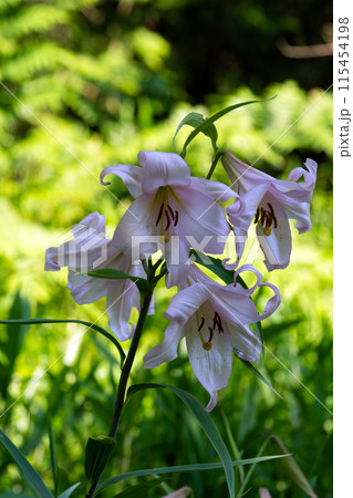 初夏の里山に咲くササユリの花 115454198