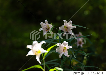 初夏の里山に咲くササユリの花の写真素材 [115454201] - PIXTA