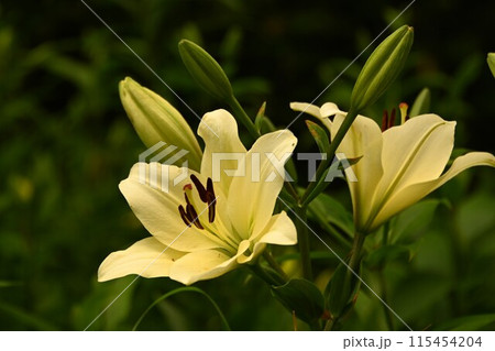 大きな白いユリの花 115454204