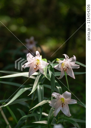 初夏の里山に咲くササユリの花 115454206