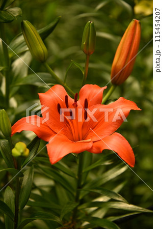 素晴らしい赤いユリの花 素晴らしい赤いユリの花 115454207