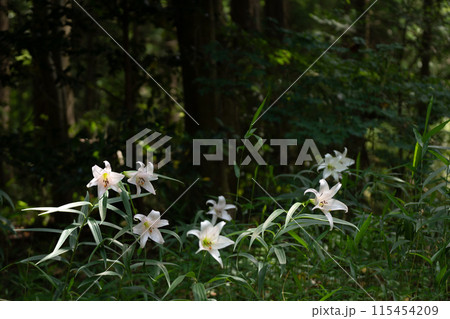 初夏の里山に咲くササユリの花 初夏の里山に咲くササユリの花 115454209