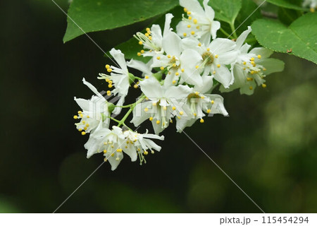 白色の花弁に黄色のやくの花の花序が綺麗なアオコウツギ 白色の花弁に黄色のやくの花の花序が綺麗なアオコウツギ 115454294