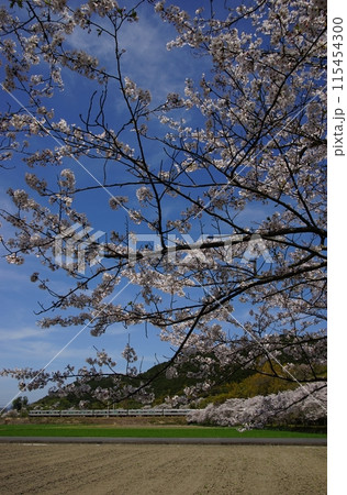 桜咲く安土を走る223系新快速列車 (東海道本線 安土 - 能登川, 2024年4月) 桜咲く安土を走る223系新快速列車 (東海道本線 安土 - 能登川, 2024年4月) 115454300