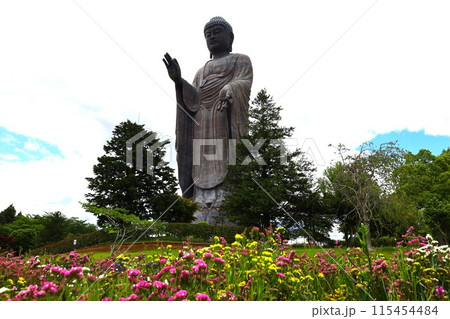 花畑から見上げる牛久大仏 115454484