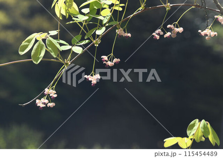 つるから垂れ下がった花の花序が並んでいる様子が綺麗なアケビ 115454489