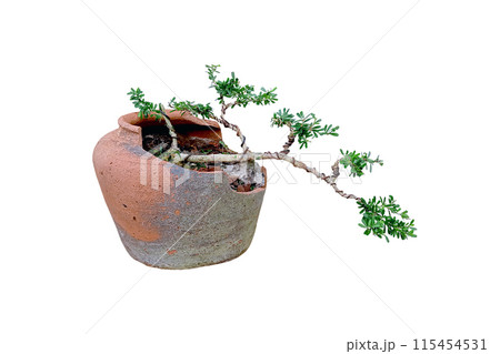 Linh sam, a small bonsai tree in a broken clay pot. Linh sam, a small bonsai tree in a broken clay pot. 115454531