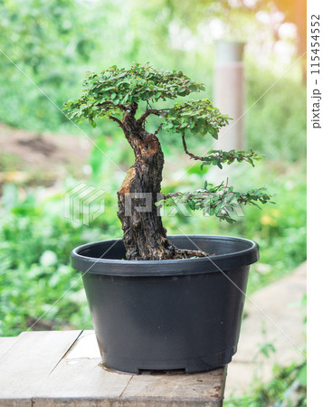 Phyllodium pulchellum in plastic pot used to create bonsai. 115454552