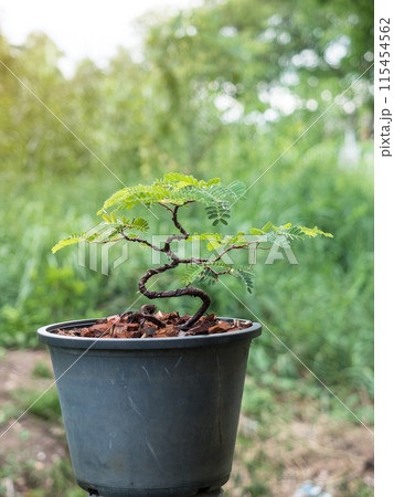 Tamarind trees grown from seeds Can be bent to shape as imagined. Make a bonsai Tamarind trees grown from seeds Can be bent to shape as imagined. Make a bonsai 115454562