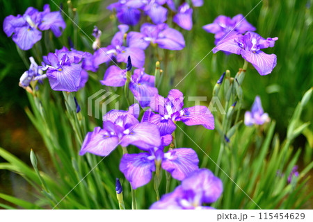 初夏の公園　綺麗に咲く花菖蒲の風景 115454629