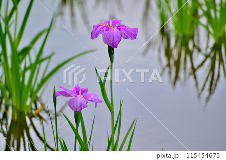 初夏の公園　綺麗に咲く花菖蒲の風景 115454673
