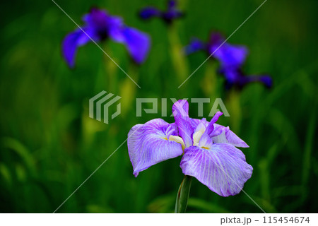 初夏の公園　綺麗に咲く花菖蒲の風景 115454674