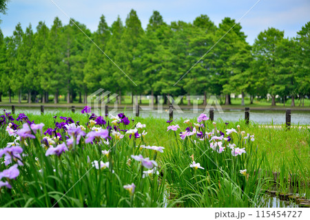 初夏の公園 綺麗に咲く花菖蒲の風景 初夏の公園 綺麗に咲く花菖蒲の風景 115454727