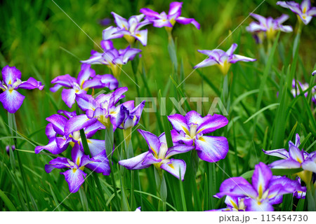 初夏の公園 綺麗に咲く花菖蒲の風景 初夏の公園 綺麗に咲く花菖蒲の風景 115454730