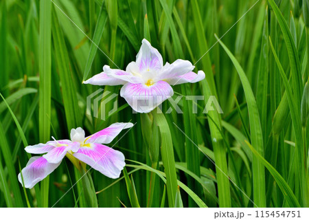 初夏の公園 綺麗に咲く花菖蒲の風景 初夏の公園 綺麗に咲く花菖蒲の風景 115454751