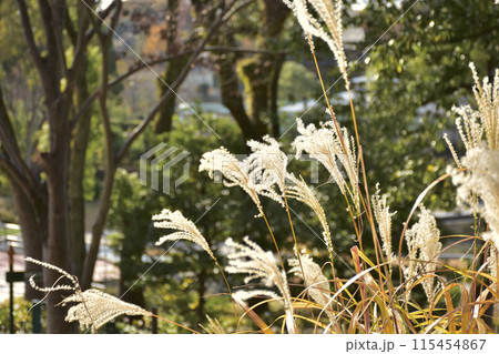名古屋市東山動植物園のススキ 名古屋市東山動植物園のススキ 115454867