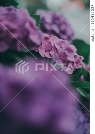 紫陽花 紫陽花 115455037