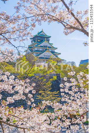 【春の大阪城公園】大阪城天守閣と桜 115455544