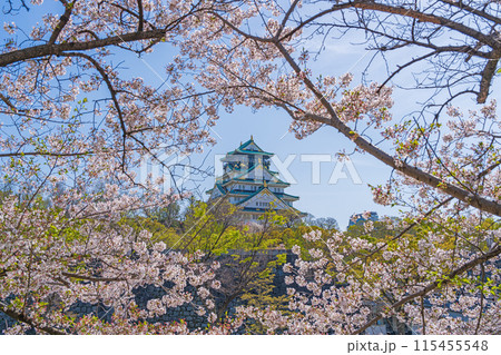 【春の大阪城公園】大阪城天守閣と桜 115455548