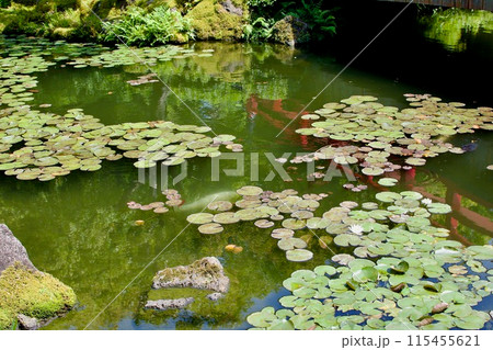 池のある日本庭園 115455621