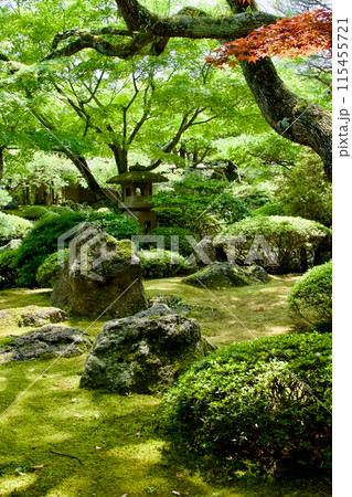 緑豊かな日本庭園 115455721