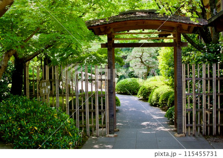 緑豊かな日本庭園 115455731