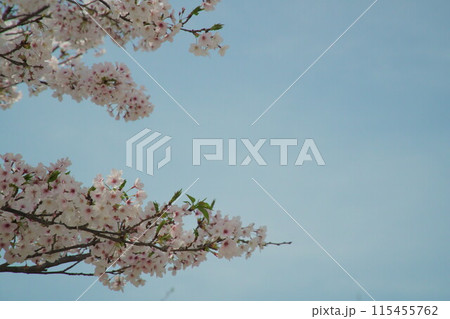 青空と満開の桜の花 青空と満開の桜の花 115455762