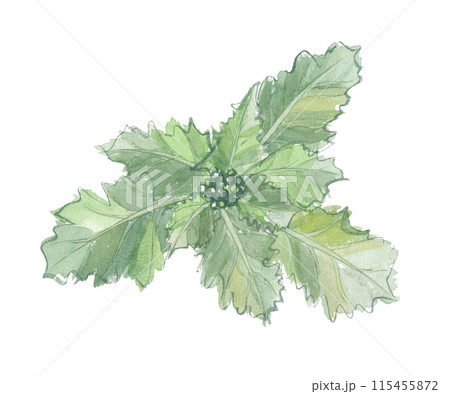 水彩で描いた のらぼう菜 水彩で描いた のらぼう菜 115455872
