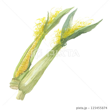 水彩で描いたヤングコーン 115455874
