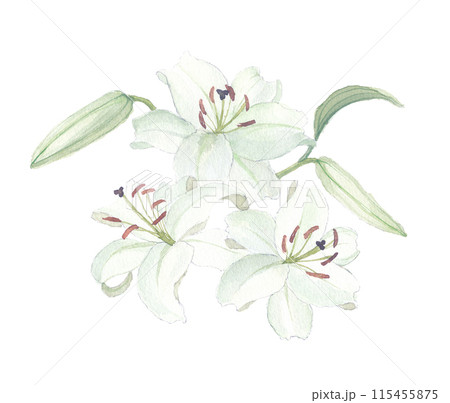 花の水彩画カサブランカ Stock Vector | Adobe Stock