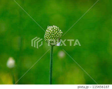 ヒガンバナ科の多年草アリウムの蕾 115456187