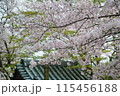 神社の境内でピンク色の美しい花を咲かせる桜 115456188