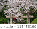 春の満開の桜と神社の鳥居 115456190