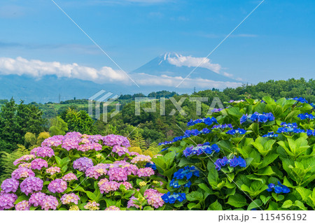 (静岡県)箱根西麓から、アジサイ越しの富士山 (静岡県)箱根西麓から、アジサイ越しの富士山 115456192
