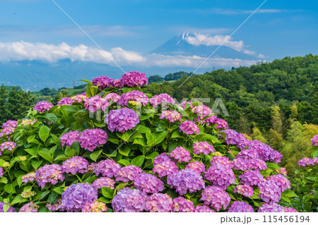 (静岡県)箱根西麓から、アジサイ越しの富士山 (静岡県)箱根西麓から、アジサイ越しの富士山 115456194