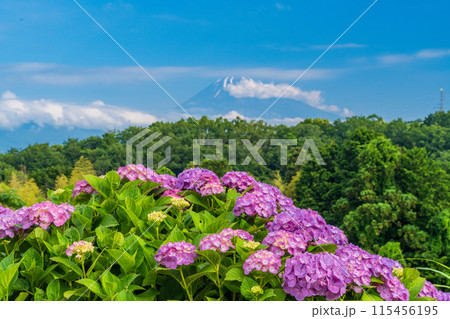 (静岡県)箱根西麓から、アジサイ越しの富士山 (静岡県)箱根西麓から、アジサイ越しの富士山 115456195